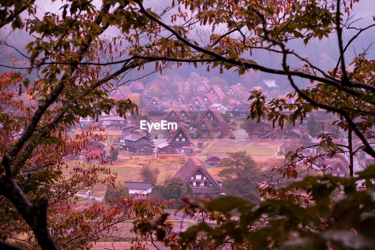 VIEW OF TREES WITH FLOWERS IN BACKGROUND