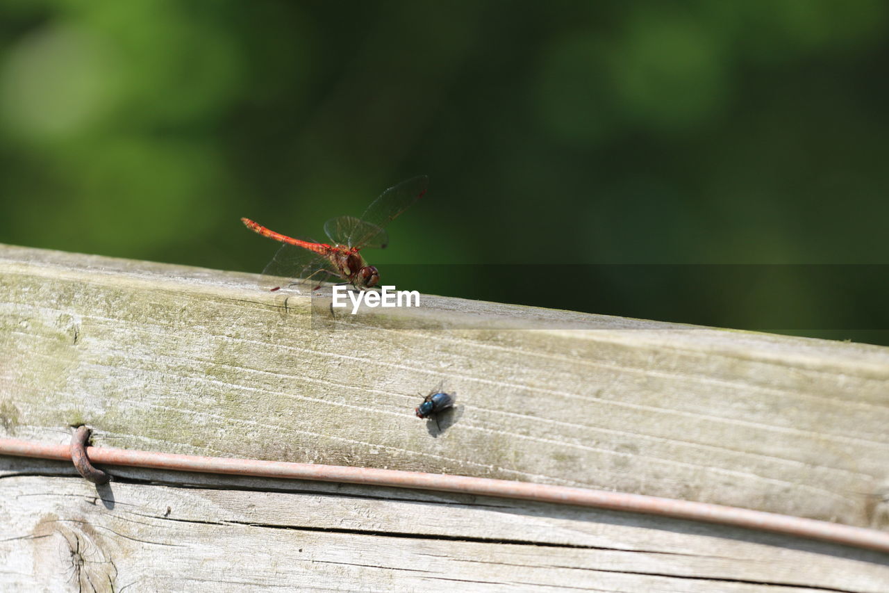 Close-up of a dragonfly   on wood