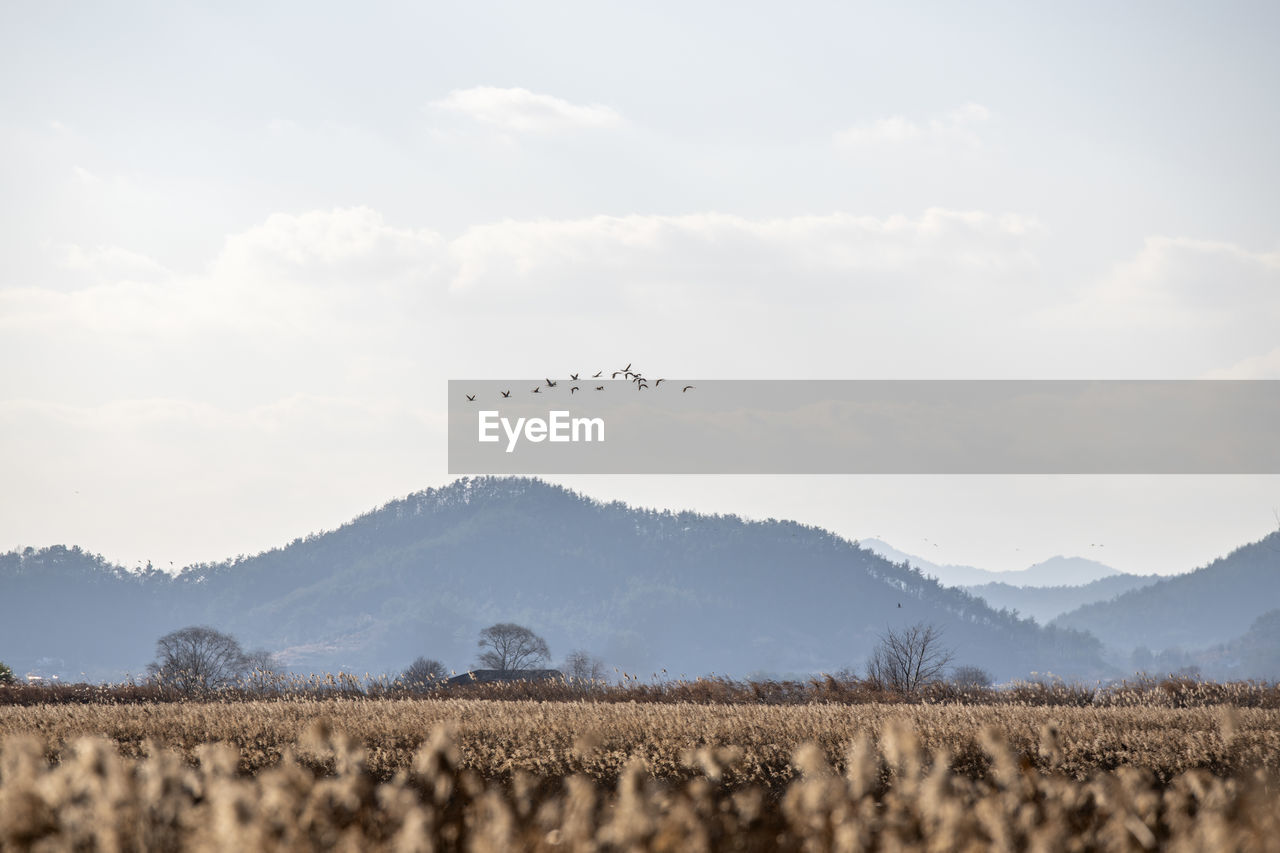 Birds flying over land