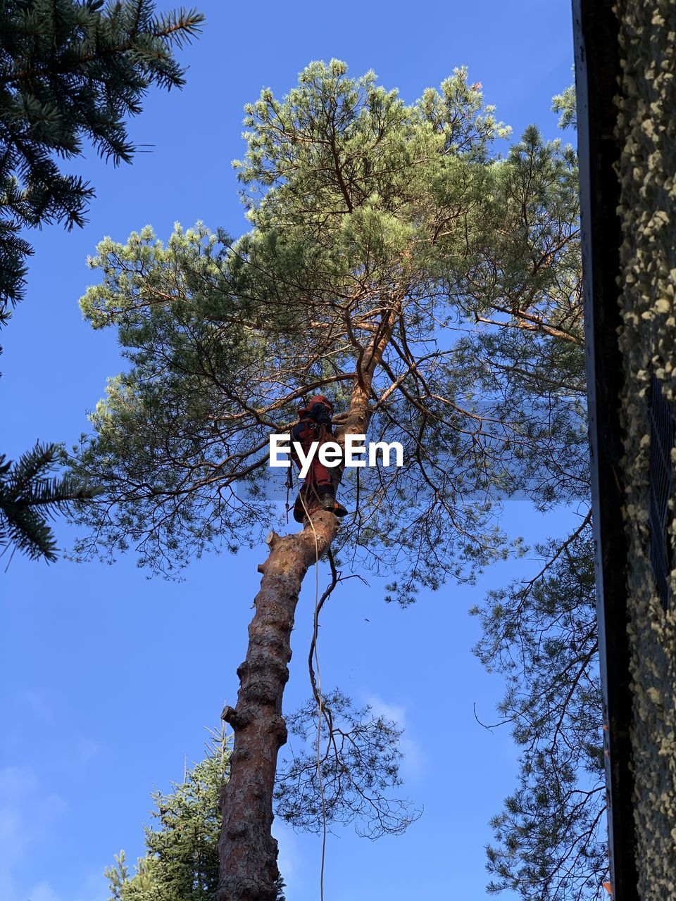 LOW ANGLE VIEW OF TREES AGAINST SKY