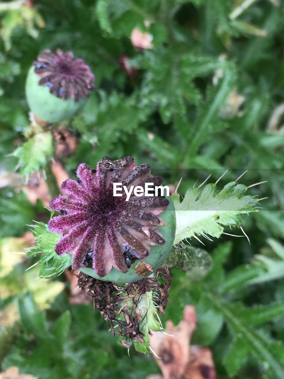 CLOSE-UP OF PLANT GROWING ON TREE