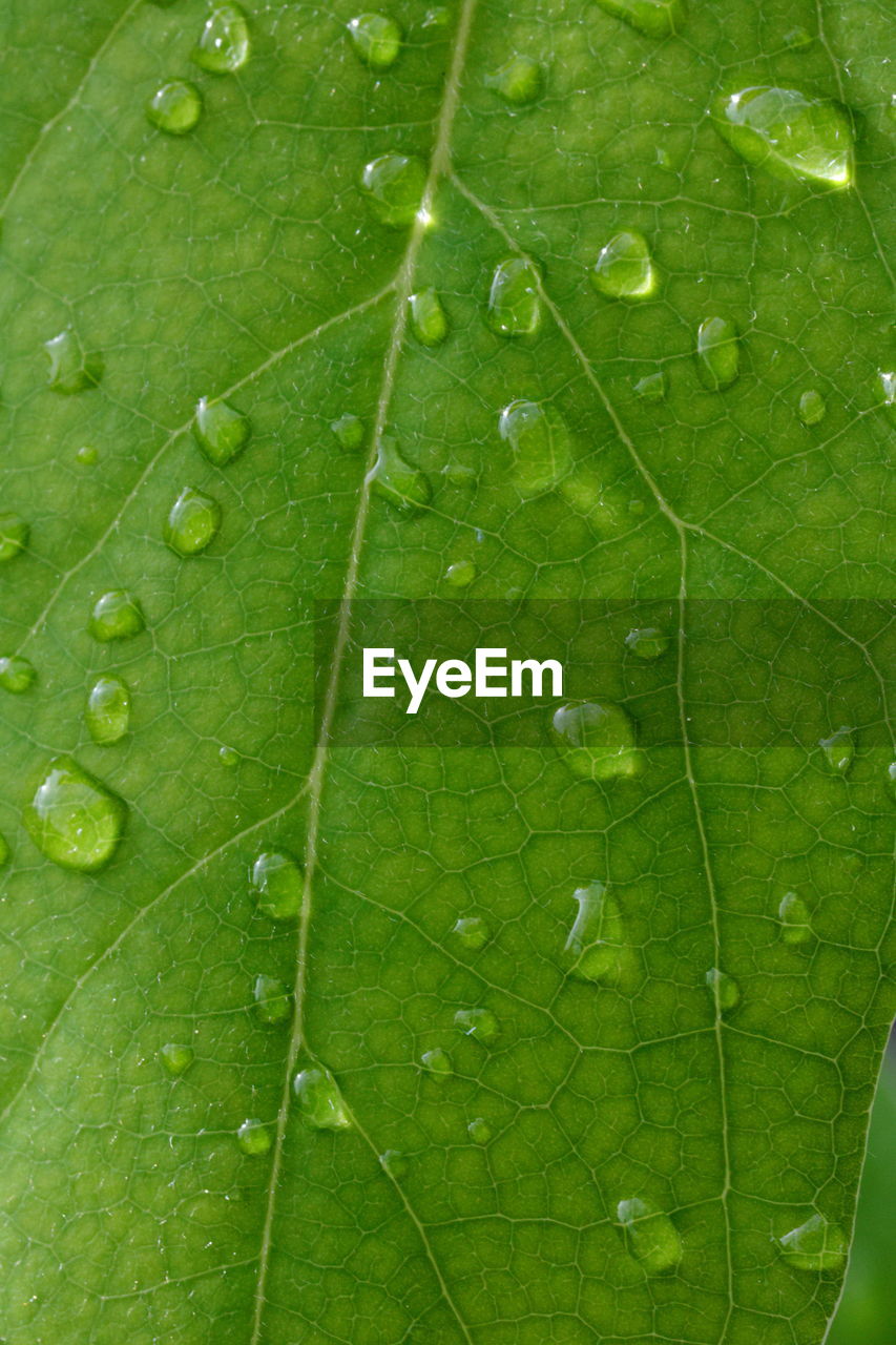 leaf, plant part, green, drop, water, wet, plant, nature, close-up, leaf vein, no people, beauty in nature, growth, backgrounds, full frame, dew, freshness, rain, plant stem, macro photography, outdoors, macro, day, pattern, moisture, fragility, flower, environment, extreme close-up, grass, textured, raindrop, botany, tree