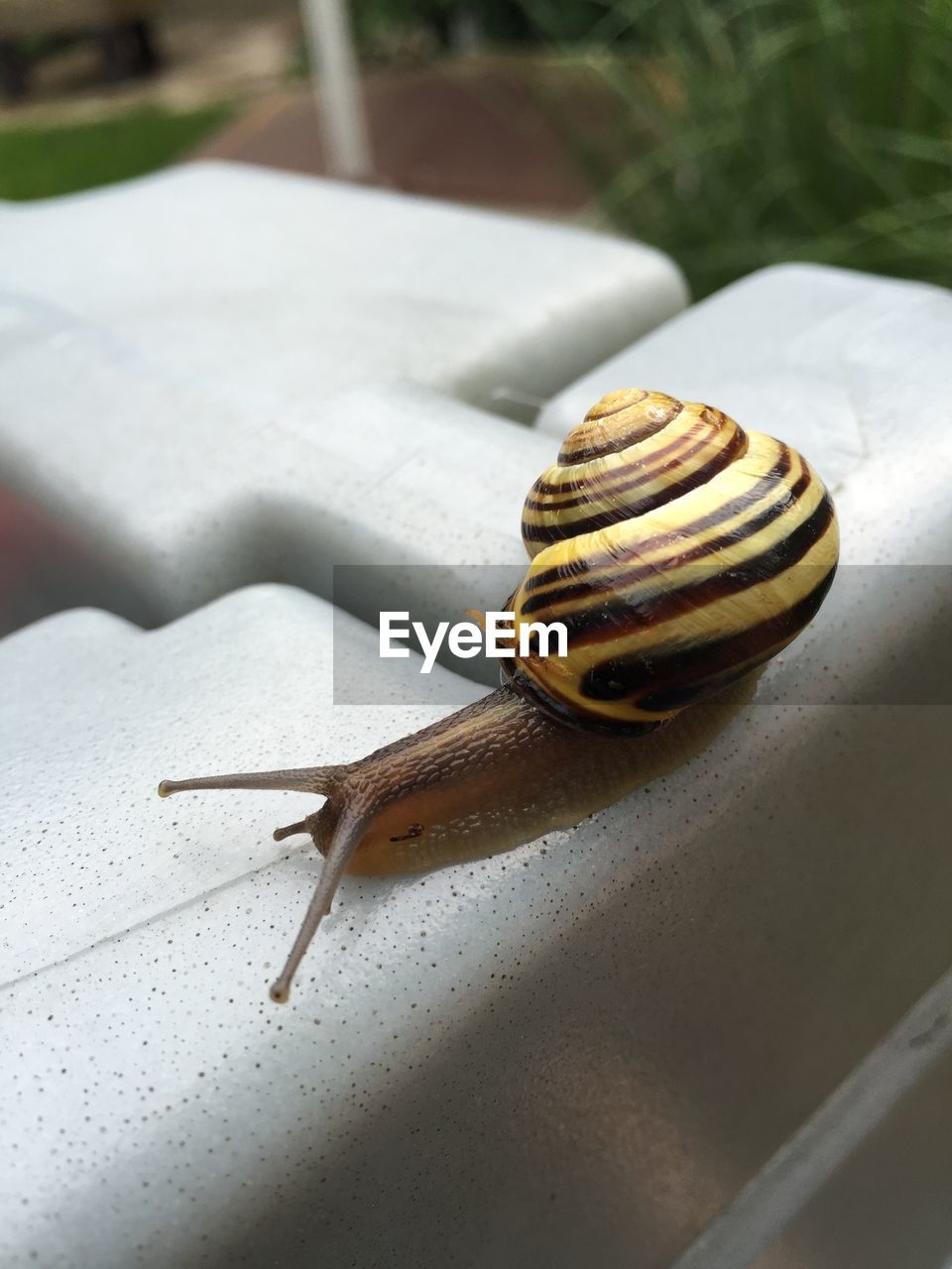 CLOSE-UP OF SNAIL ON GROUND