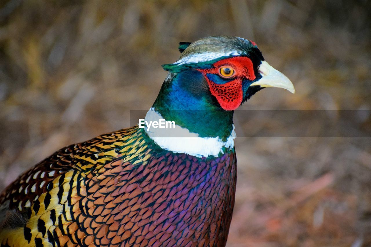 Close-up of a bird