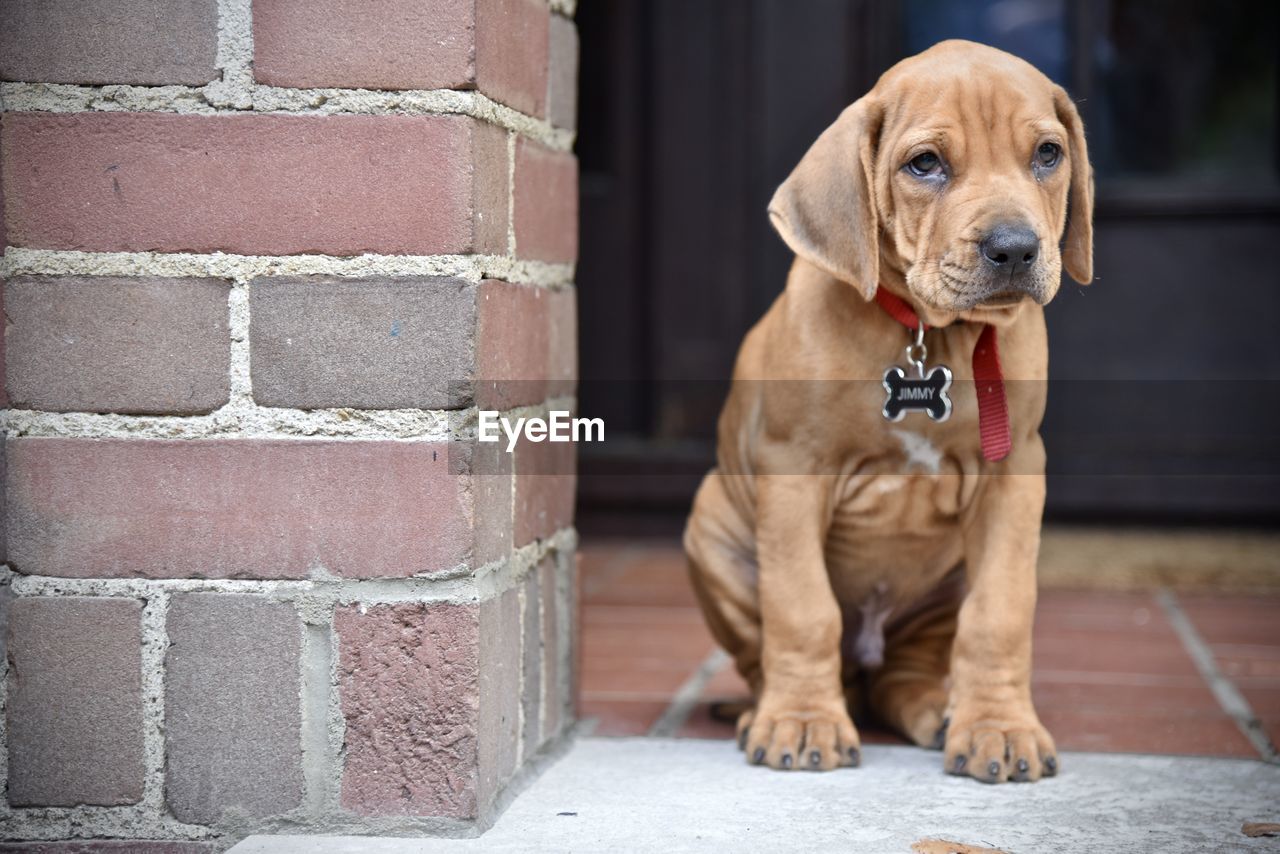 Puppy looking away while sitting by wall