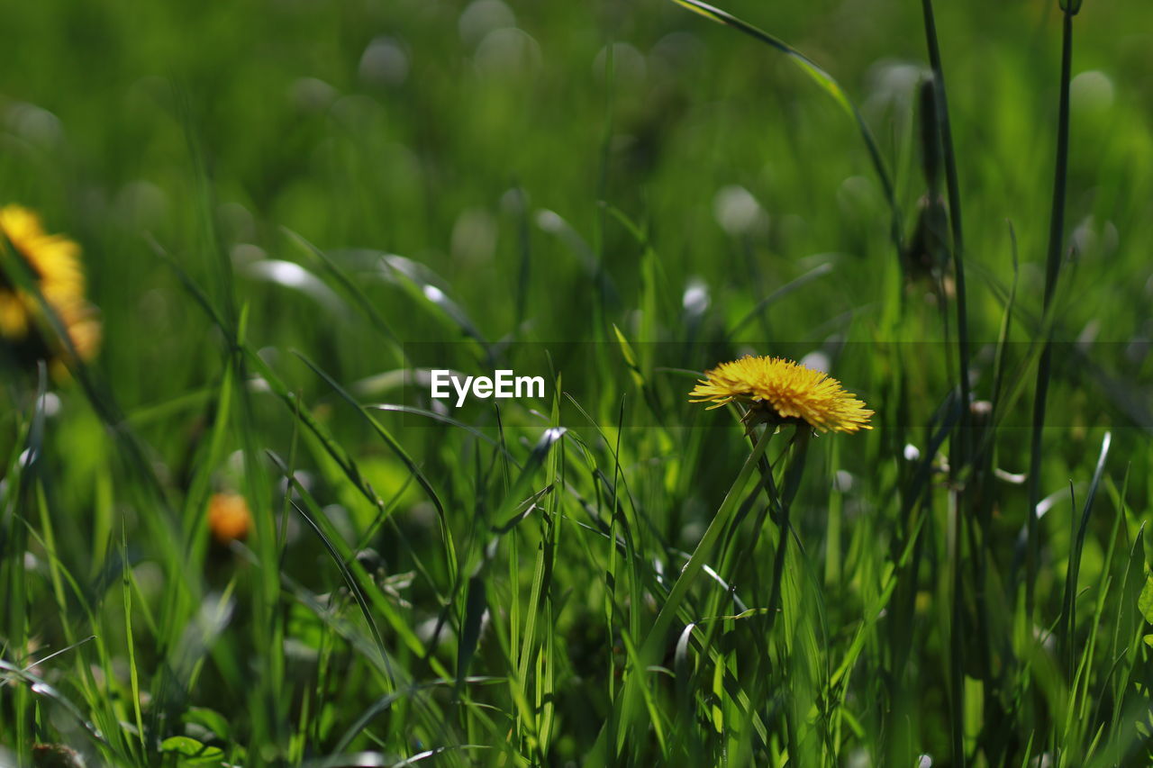 plant, flower, grass, flowering plant, prairie, meadow, beauty in nature, freshness, nature, lawn, grassland, green, growth, yellow, field, close-up, land, fragility, no people, macro photography, outdoors, natural environment, wildflower, flower head, summer, animal wildlife, focus on foreground, springtime, petal, day, environment, plain, landscape, botany, food, non-urban scene, selective focus, sunlight, inflorescence, animal, plant part