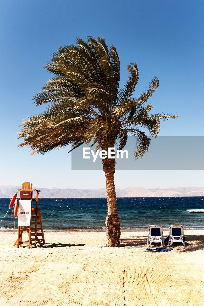 SCENIC VIEW OF PALM TREE ON BEACH