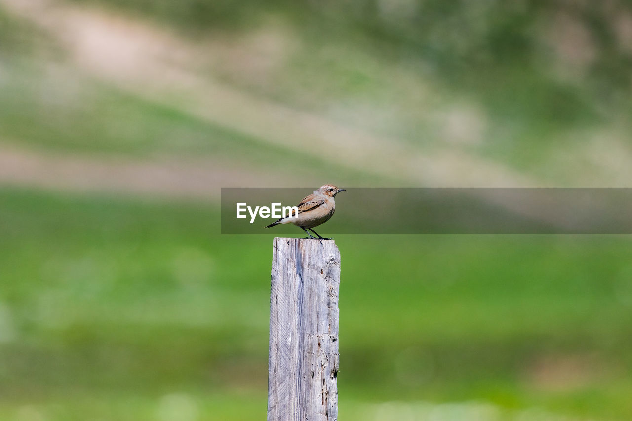 Bird perching on wooden post