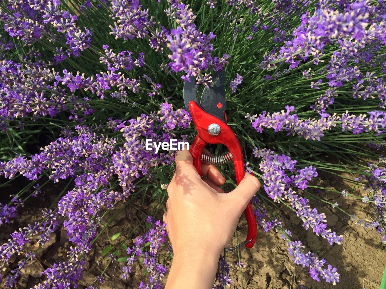 Cropped hand of woman cutting flowers with pliers