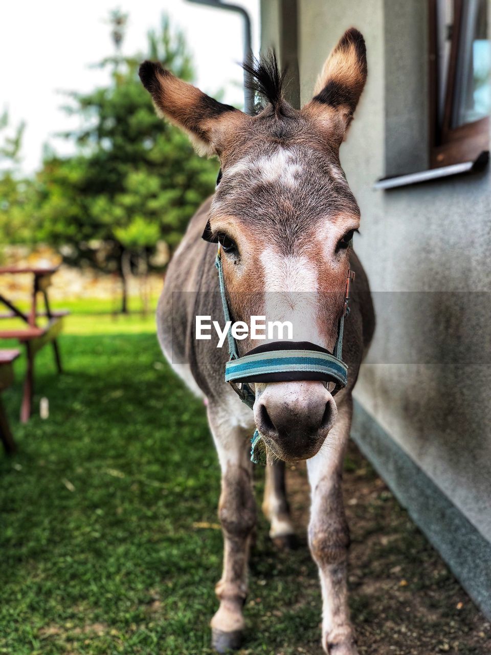 Portrait of donkey standing outdoors