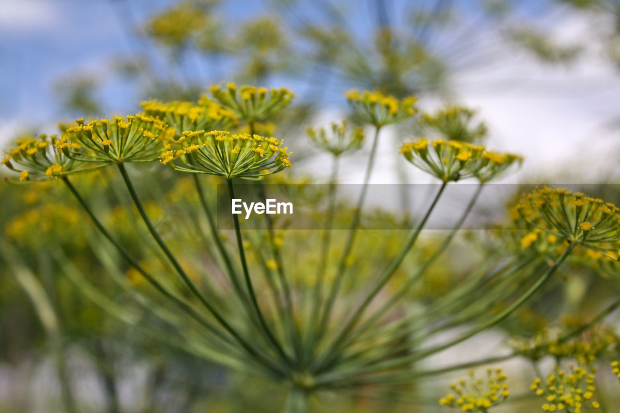 Close-up of yellow buds growing outdoors