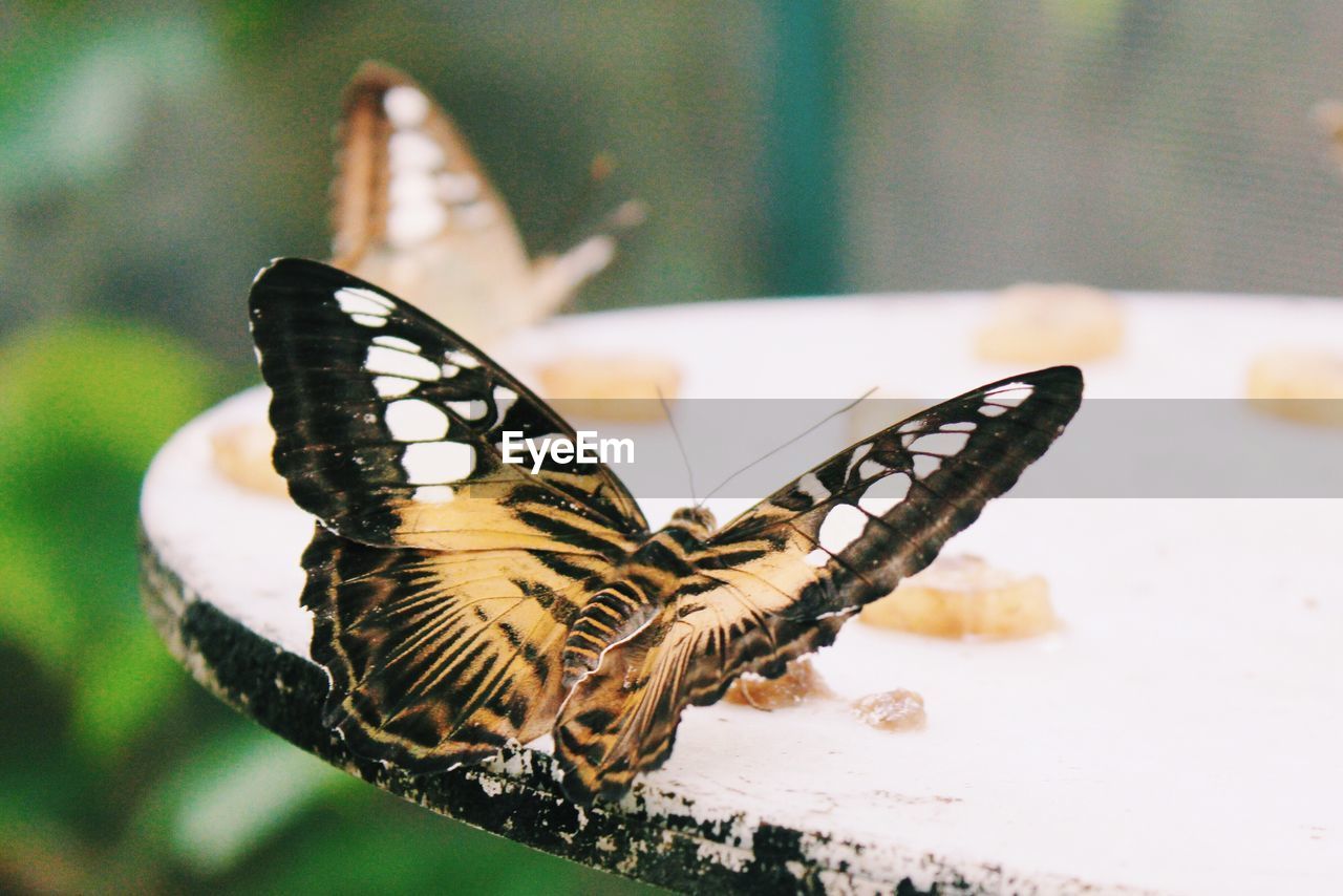 Close-up of butterfly outdoors