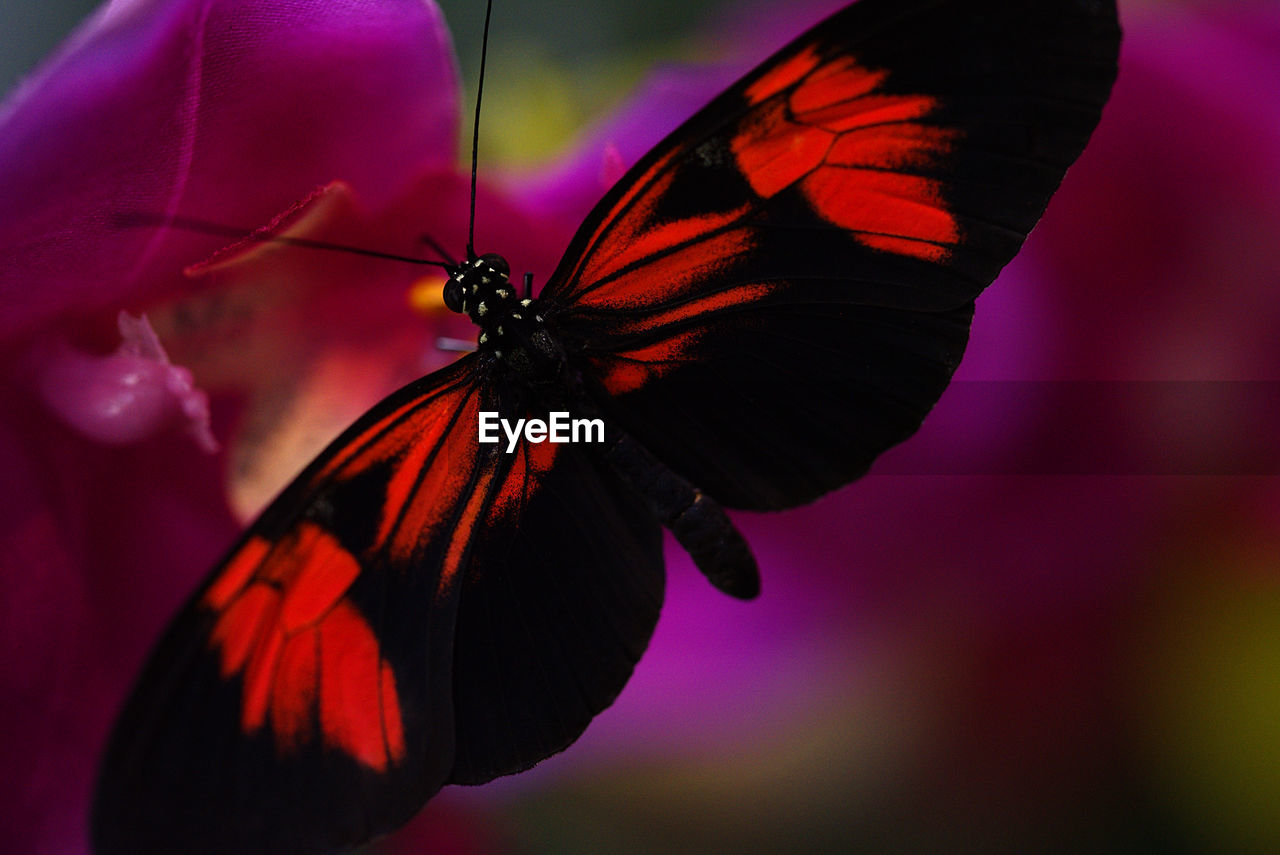 Close-up of butterfly on flower