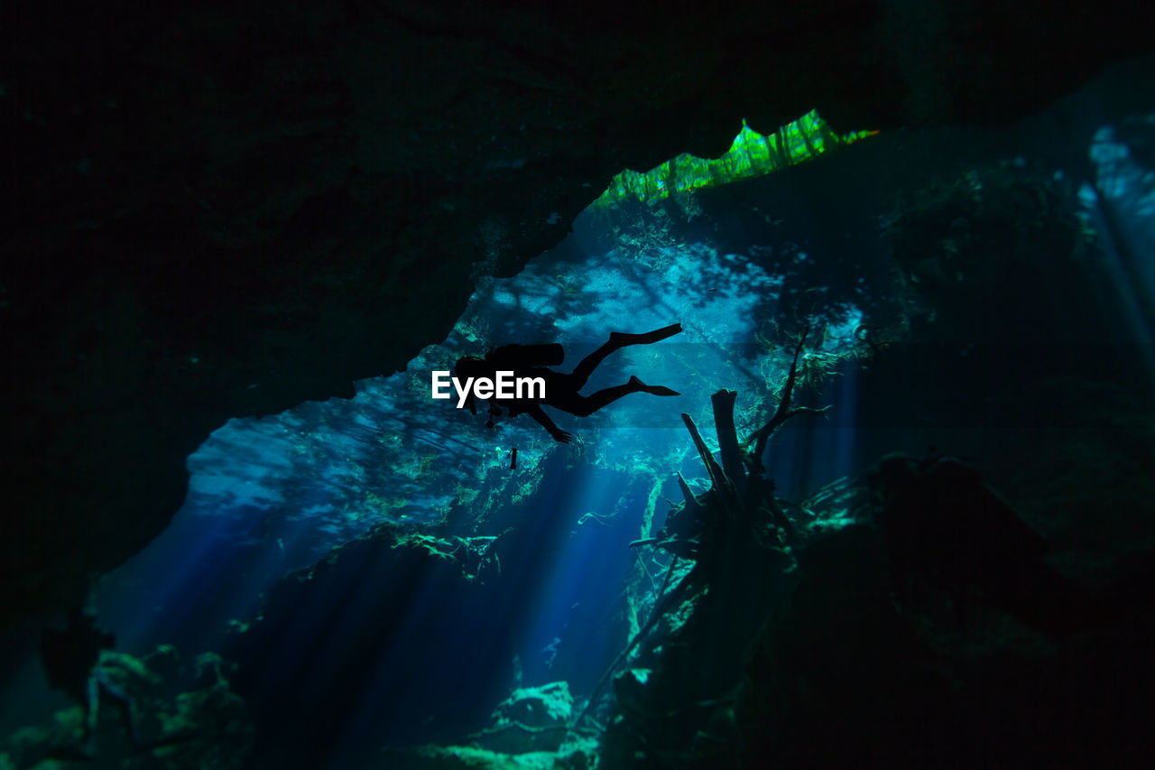 UNDERWATER VIEW OF FISH SWIMMING