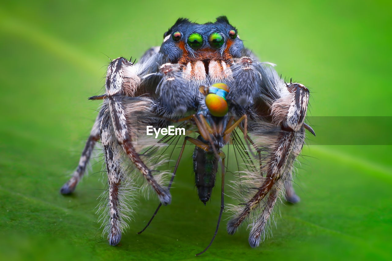 CLOSE-UP OF SPIDER ON A LEAF