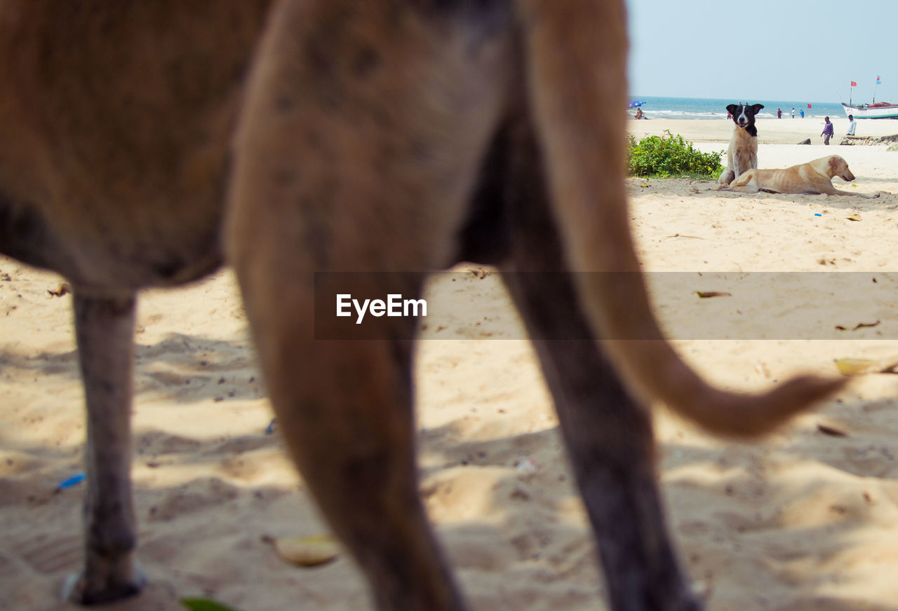 LOW SECTION OF HORSE STANDING ON SAND