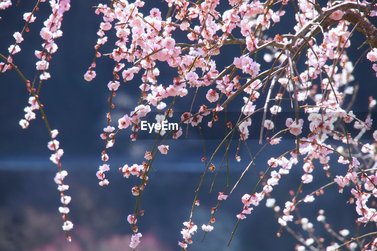 Close-up of pink plum blossom