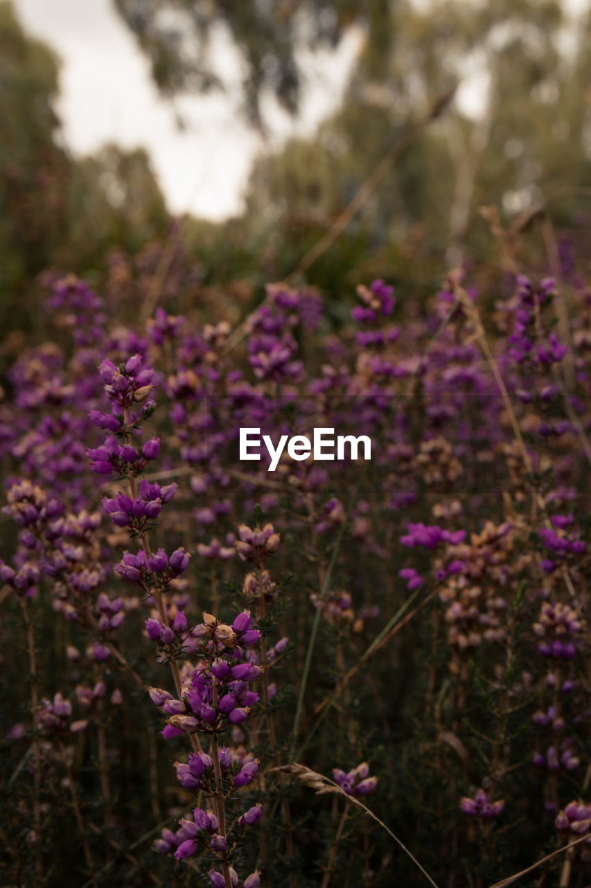 CLOSE-UP OF PURPLE FLOWERING PLANTS IN FIELD