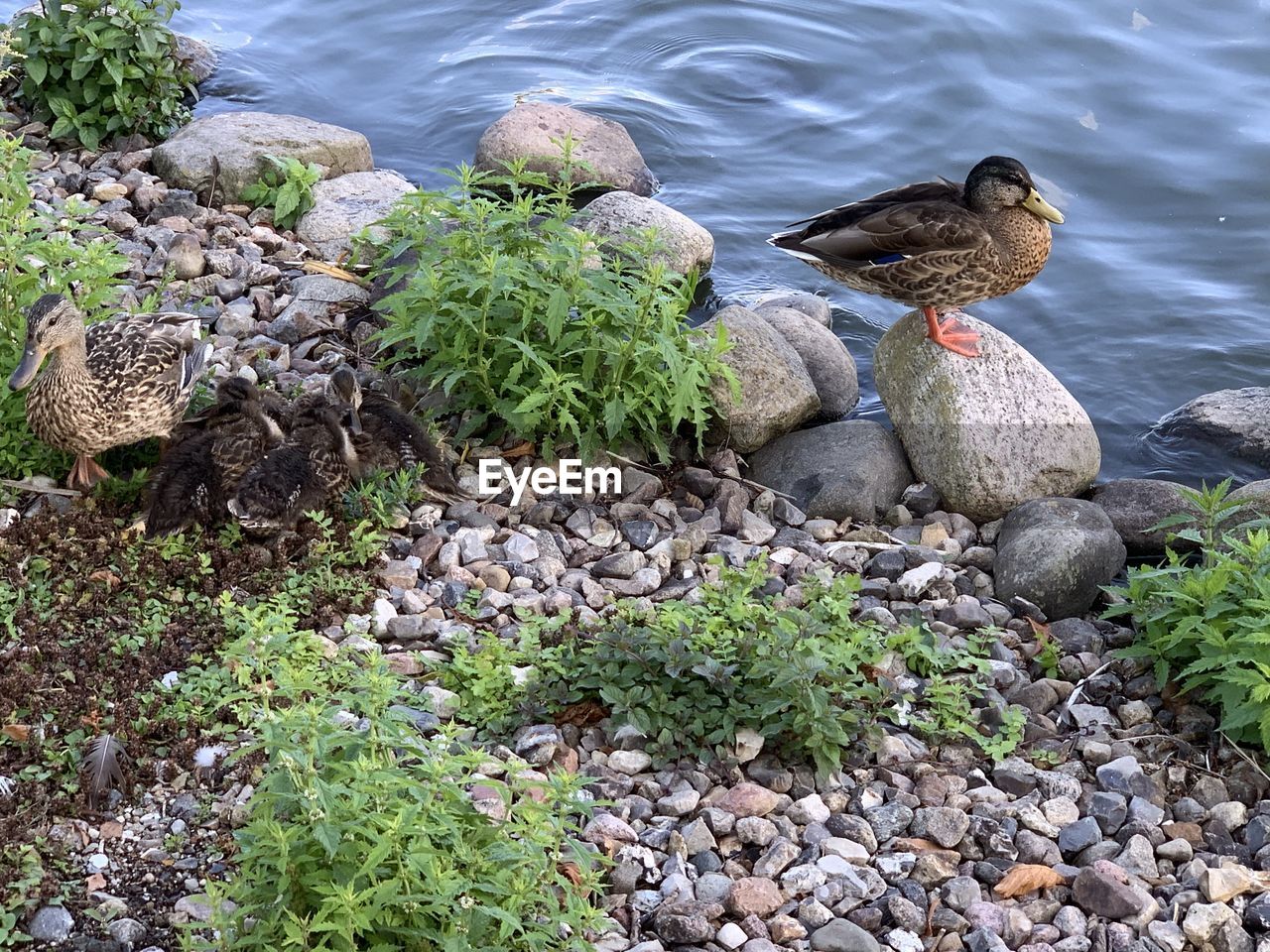 High angle view of ducks on rock in lake