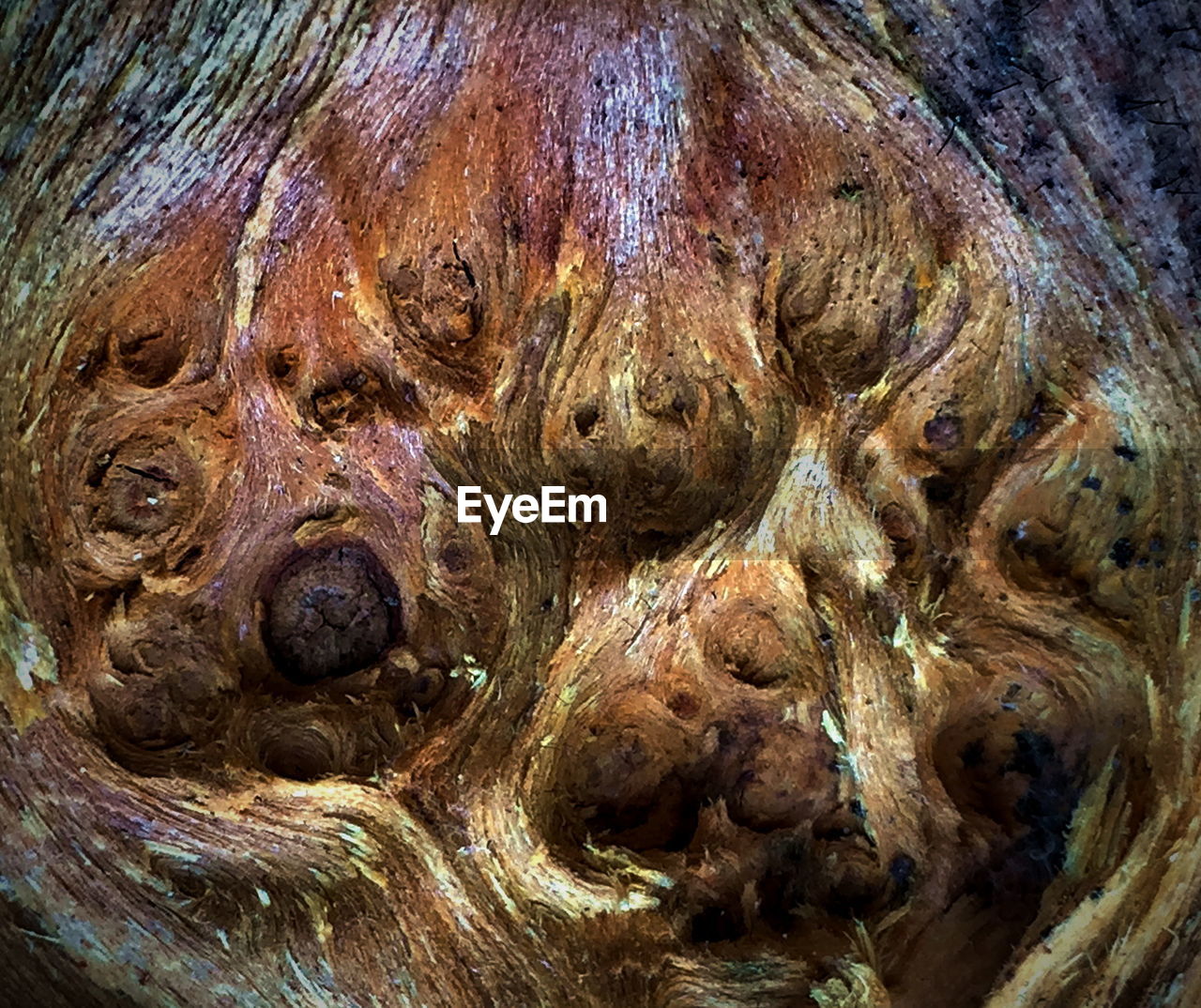 Full frame shot of tree bark