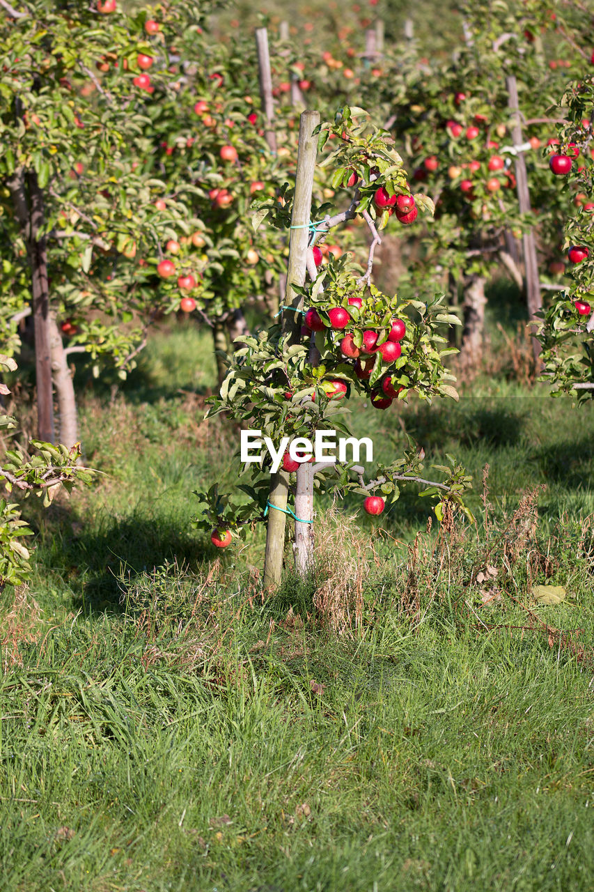 RED FLOWER PLANT