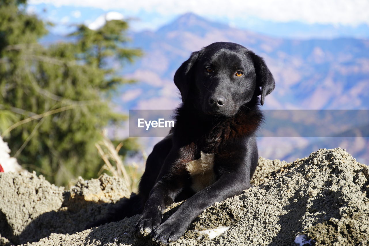 animal themes, animal, one animal, mammal, pet, dog, canine, domestic animals, labrador retriever, nature, puppy, black, no people, portrait, retriever, sitting, day, rock, looking at camera, sky, young animal, outdoors, cute, black labrador, sunlight, land