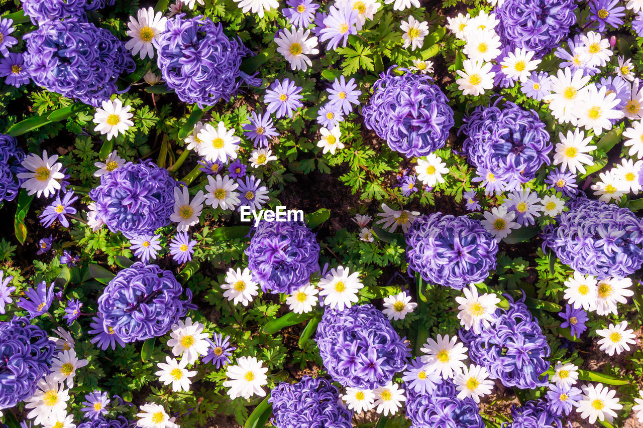 High angle view of purple flowering plants