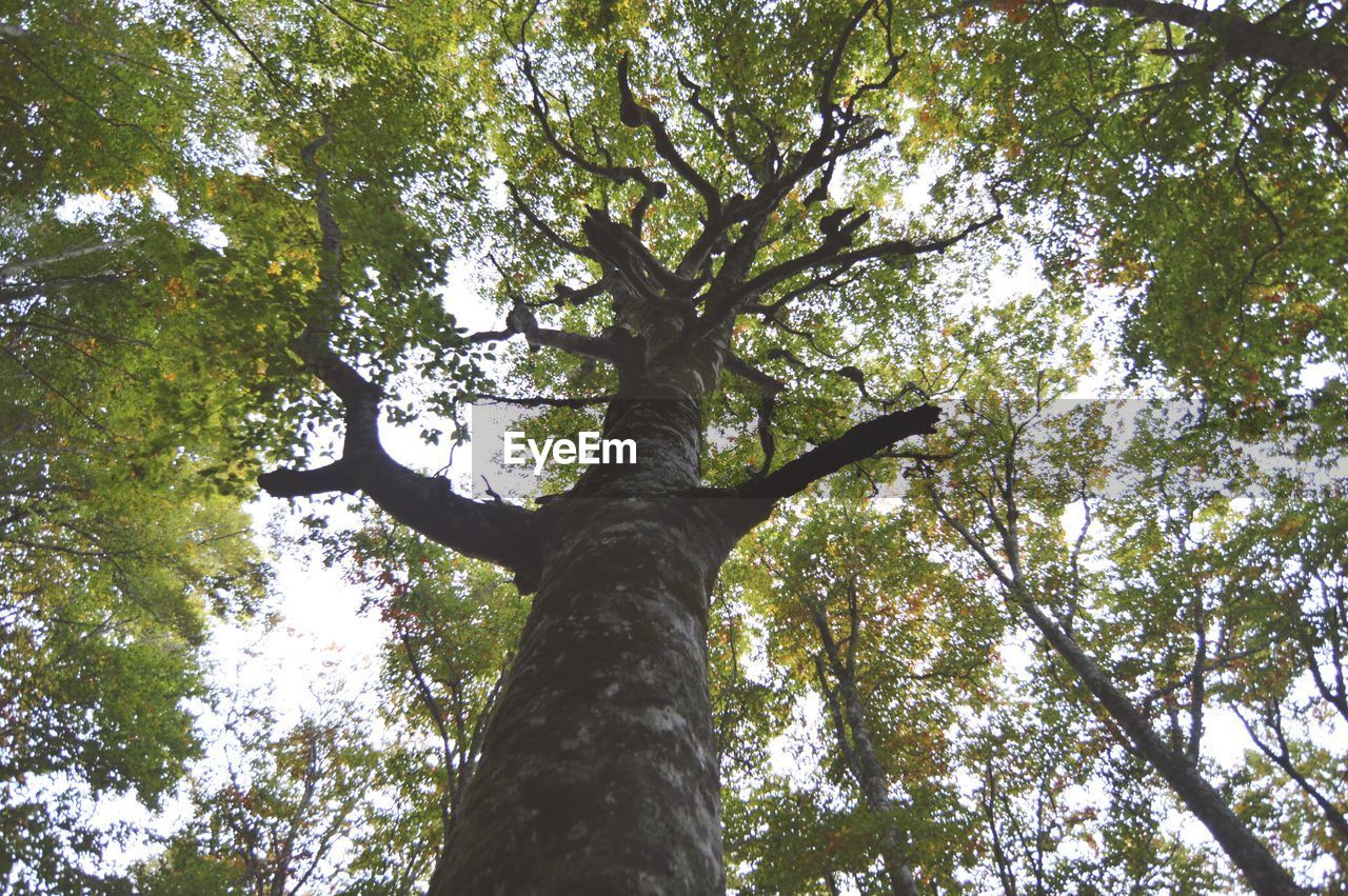 LOW ANGLE VIEW OF TREE IN FOREST