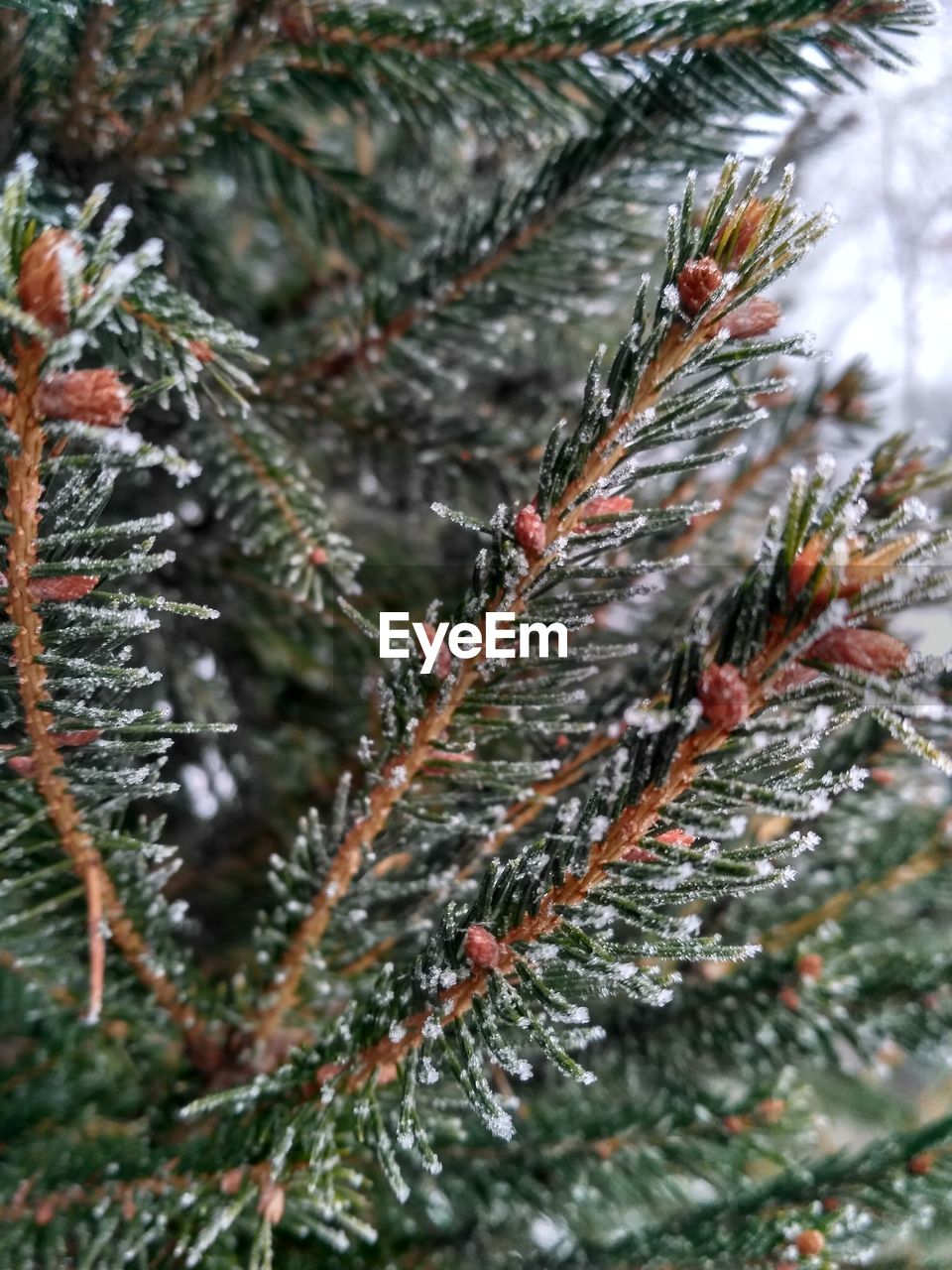 CLOSE-UP OF PINE TREE IN WINTER