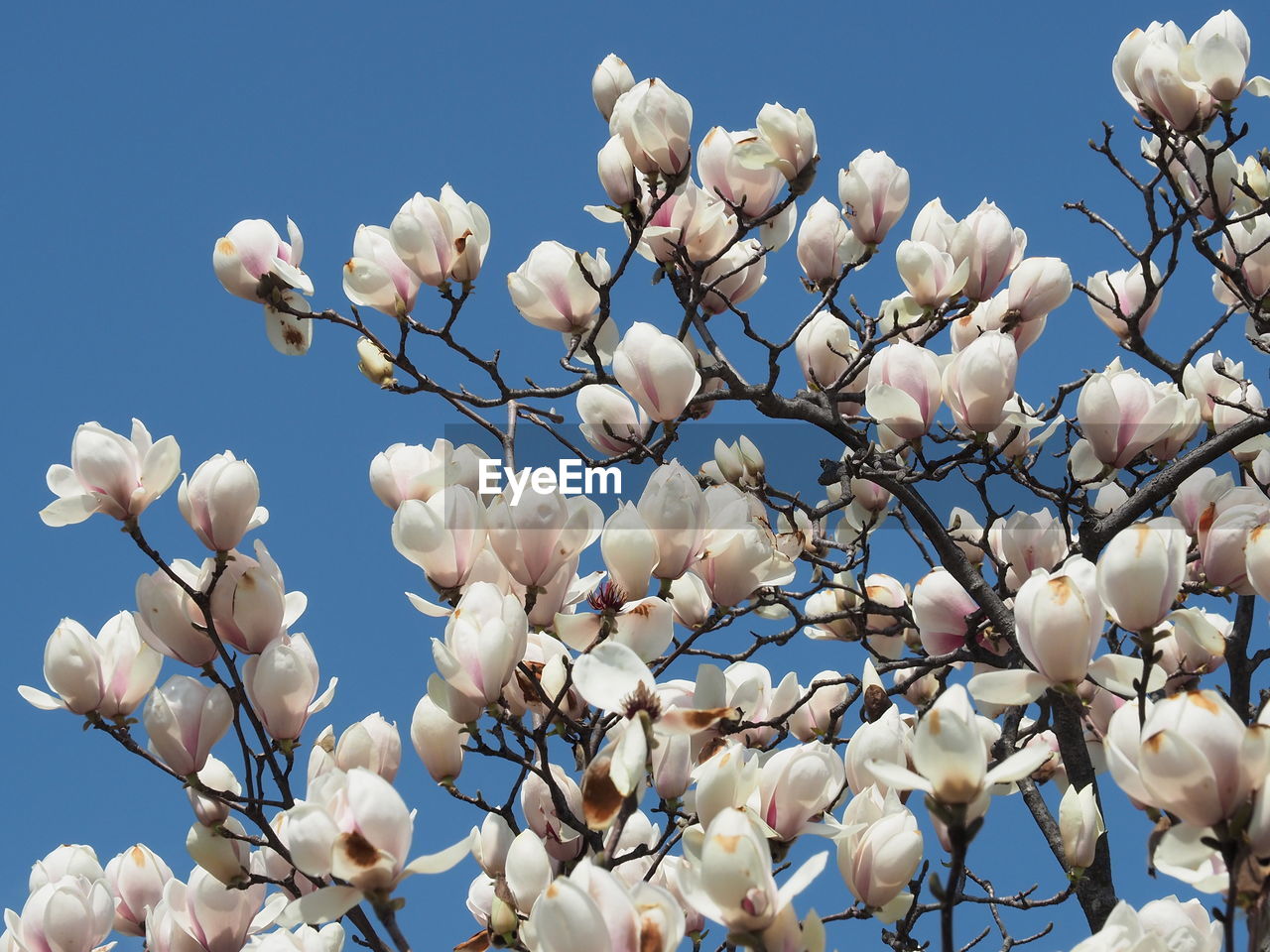 Low angle view of flower tree against sky