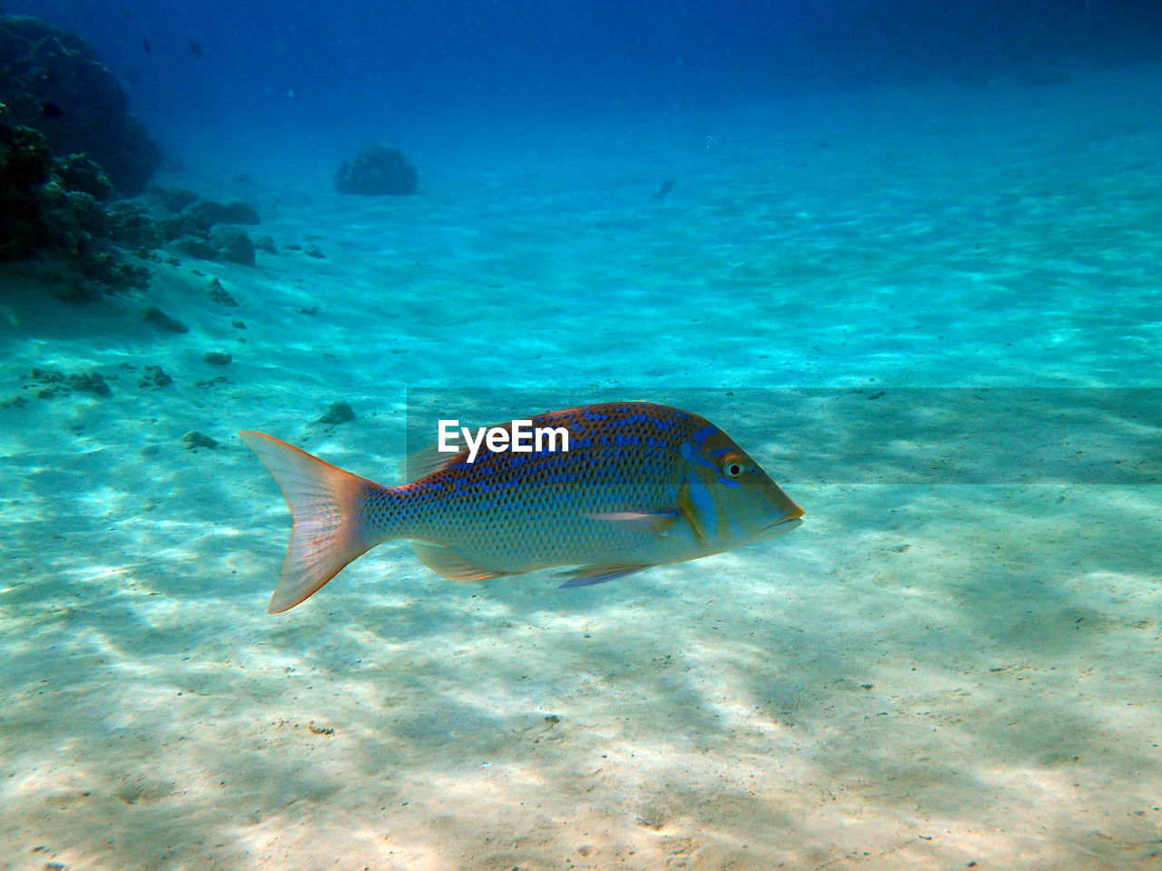 close-up of fish swimming in aquarium