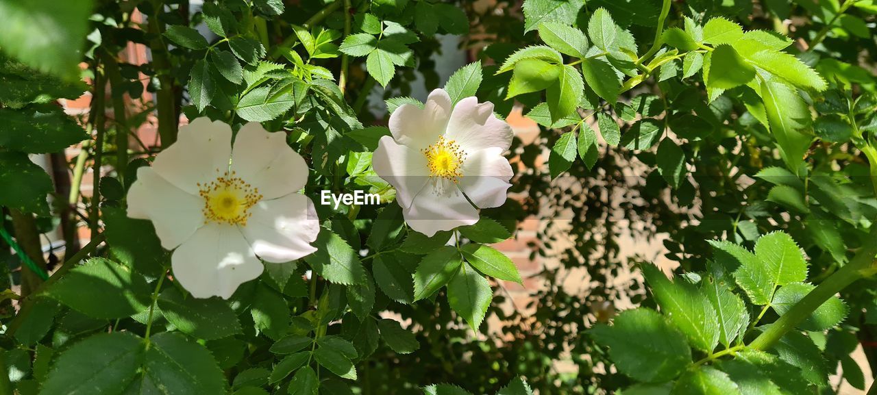 WHITE FLOWERING PLANT