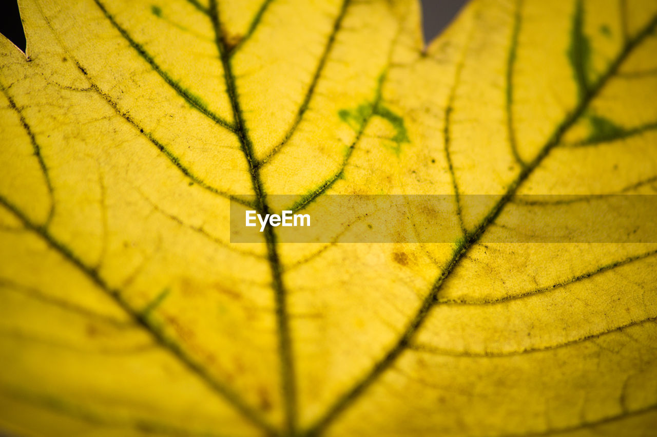 Detail shot of autumnal leaf