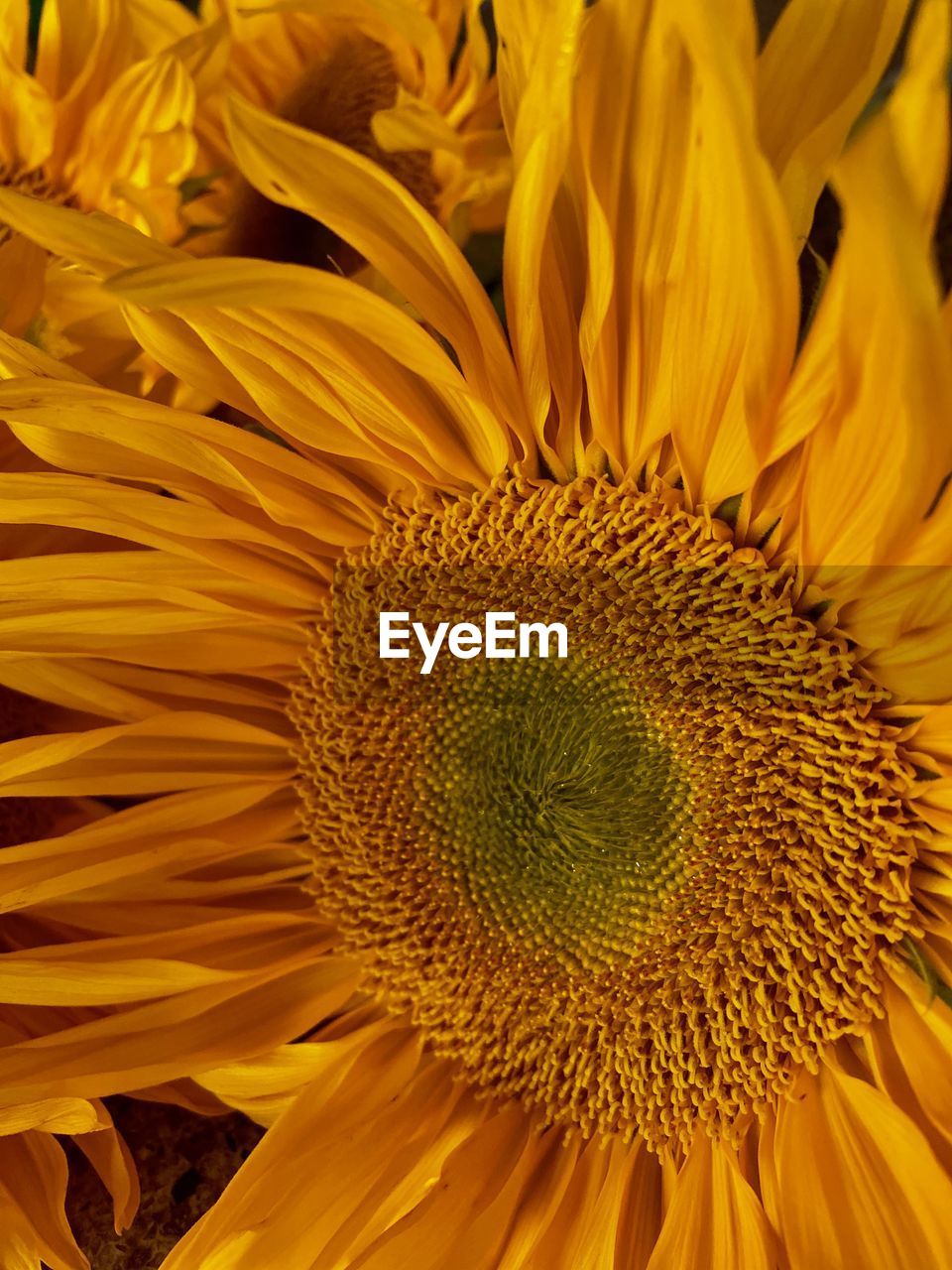 Full frame shot of sunflower