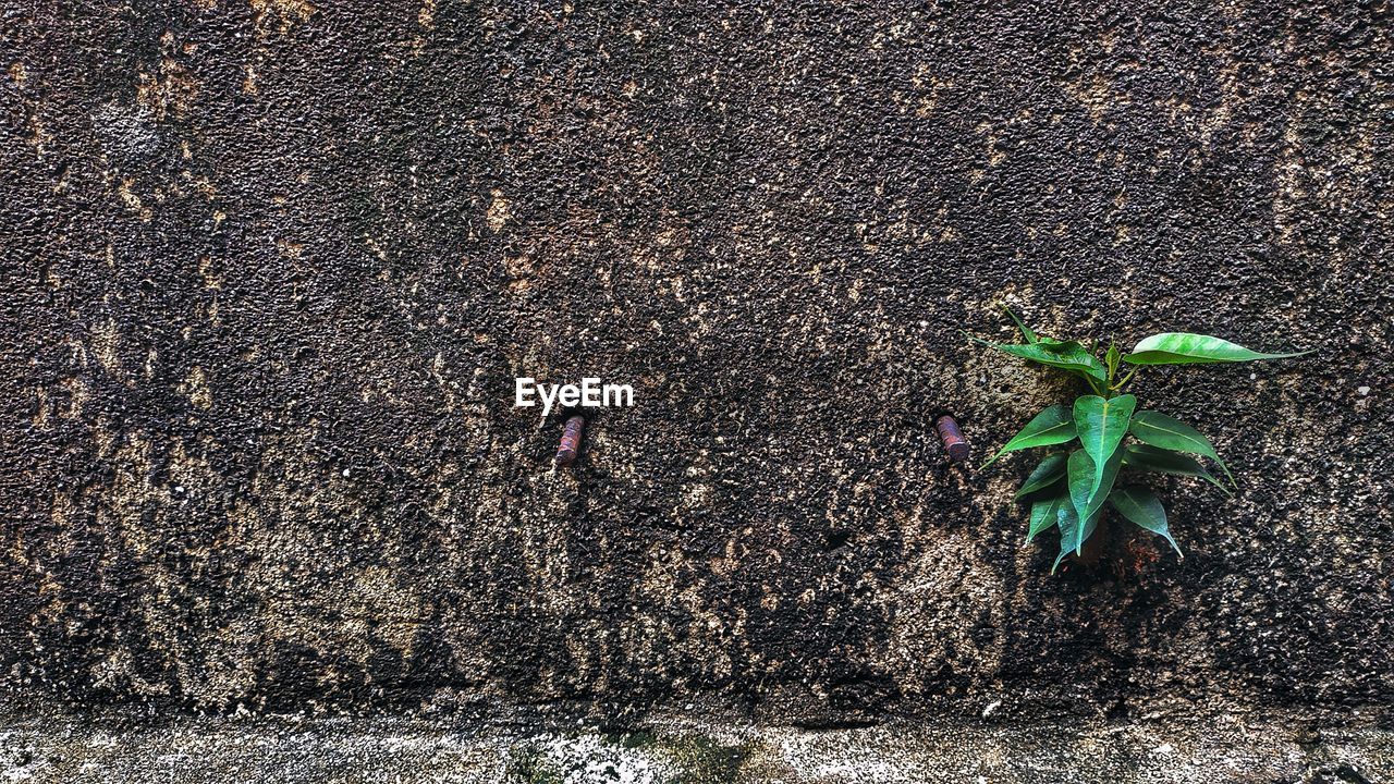 HIGH ANGLE VIEW OF MOTH ON WALL