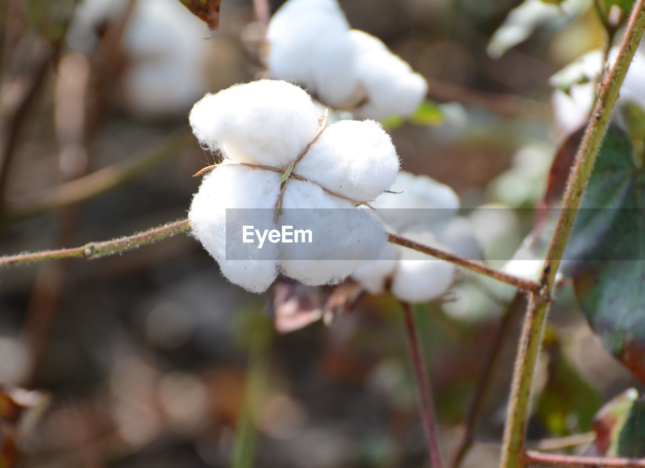 CLOSE-UP OF WHITE FLOWER ON BRANCH