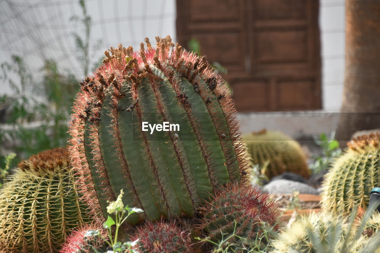 CLOSE-UP OF SUCCULENT PLANT ON FIELD