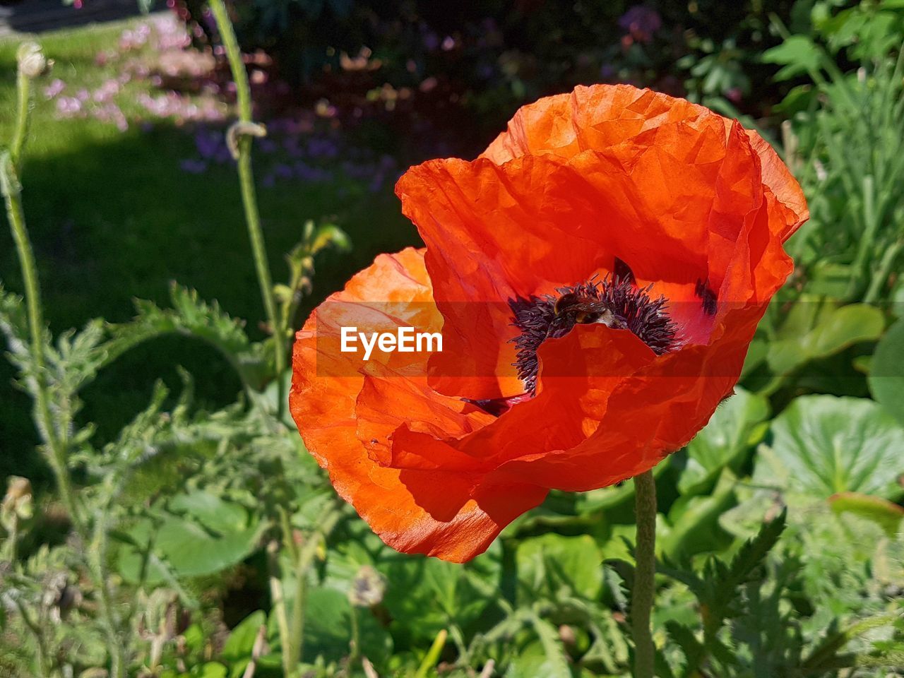 CLOSE-UP OF ORANGE POPPY FLOWER