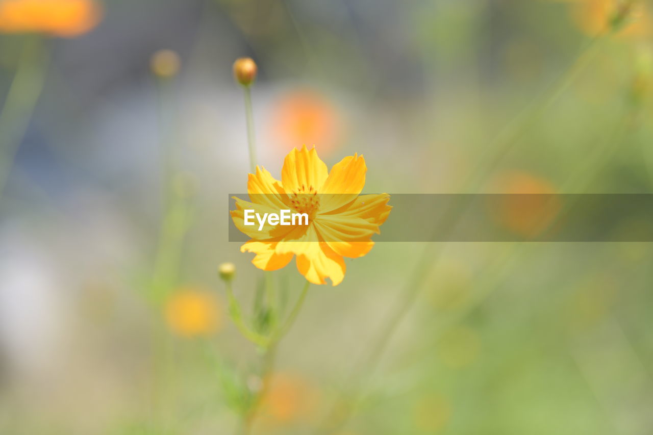 Close-up of yellow cosmos flower