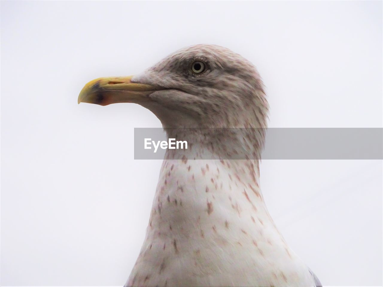 Close-up of seagull against white background