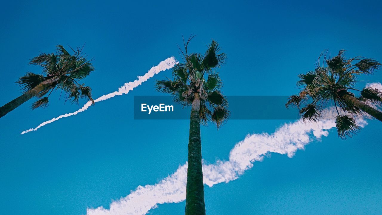 Low angle view of trees against blue sky