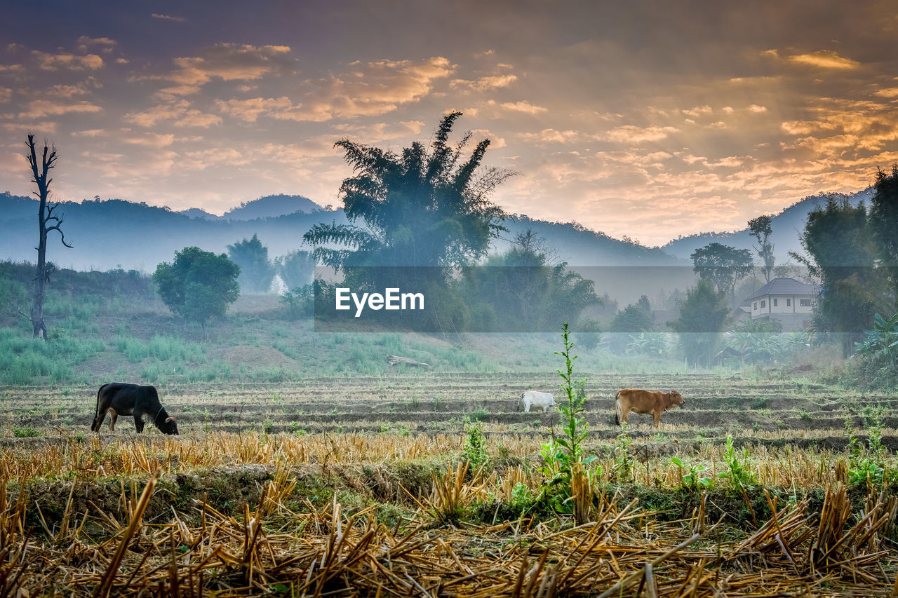 SCENIC VIEW OF LANDSCAPE AGAINST SUNSET SKY