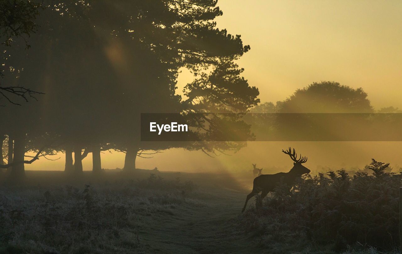 Deer on field during sunset