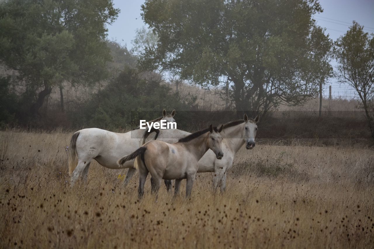 VIEW OF HORSES ON FIELD