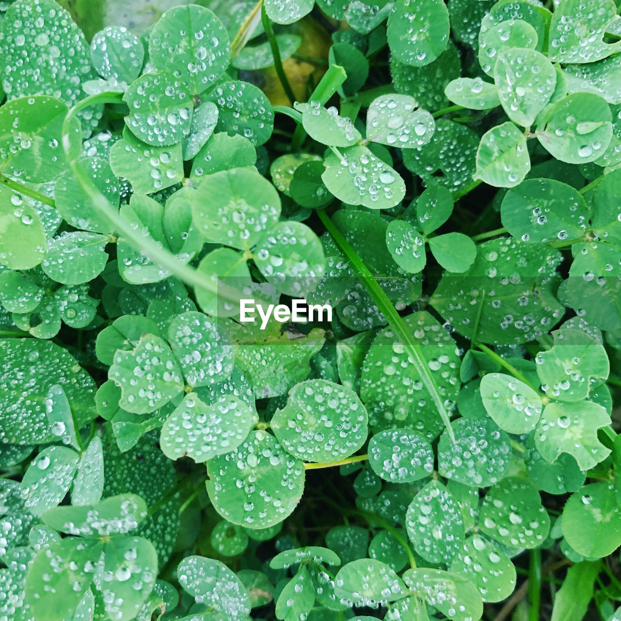 WATER DROPS ON LEAVES