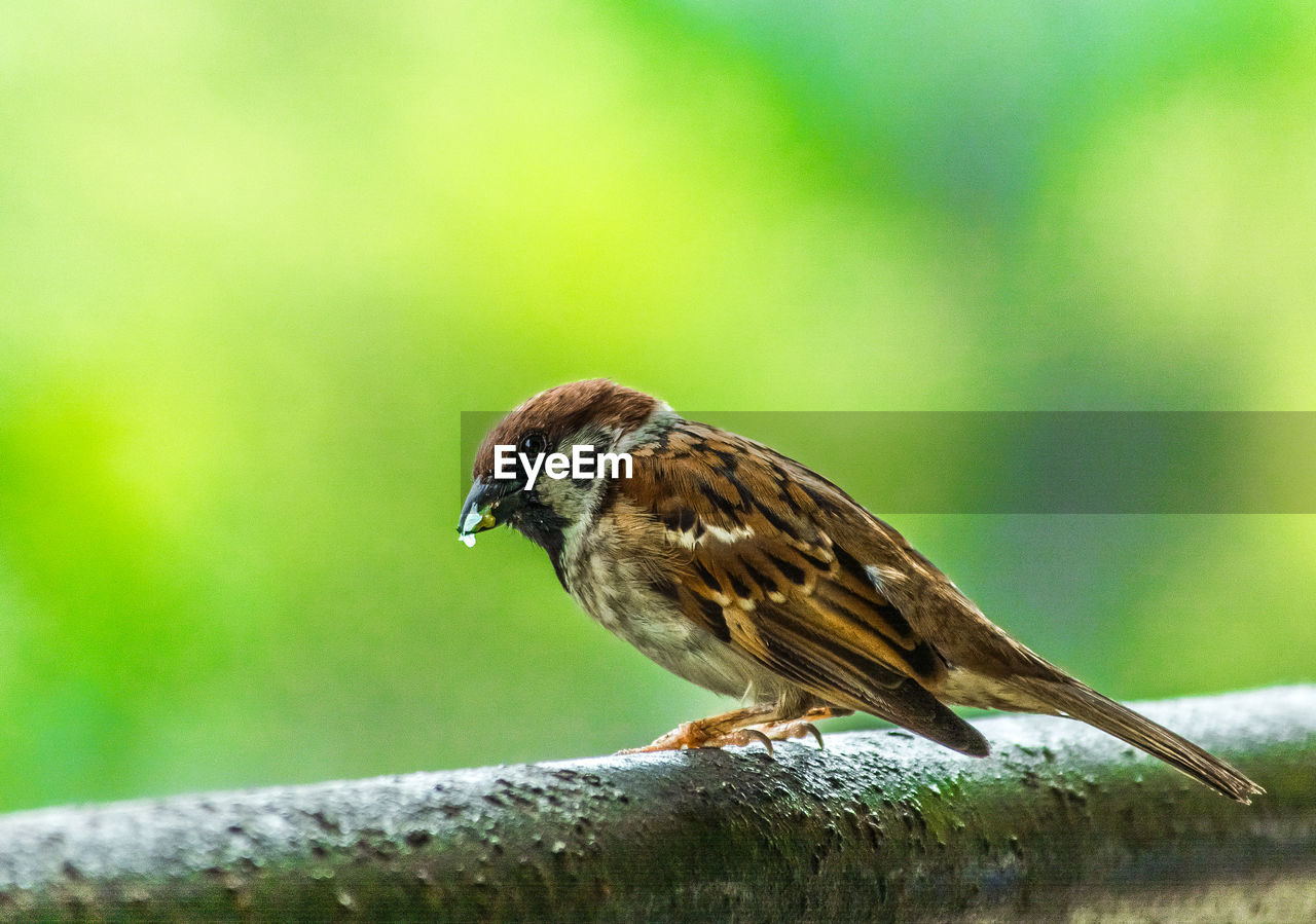 Close-up of bird perching on leaf