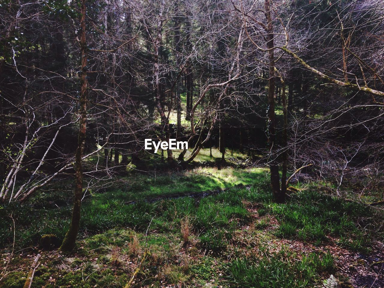 View of trees in the forest