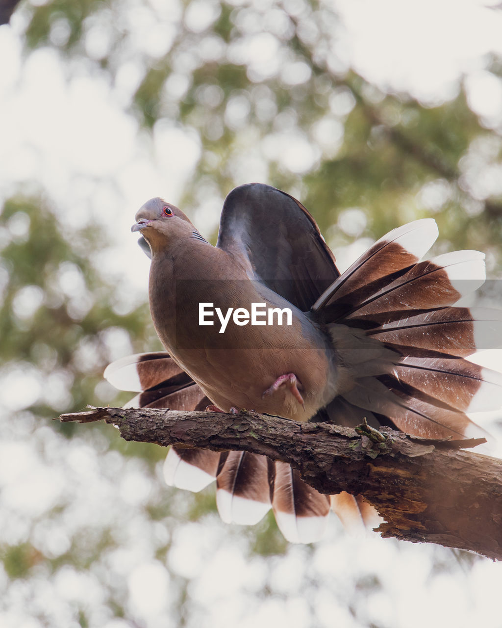 CLOSE-UP OF BIRD PERCHING ON A BRANCH