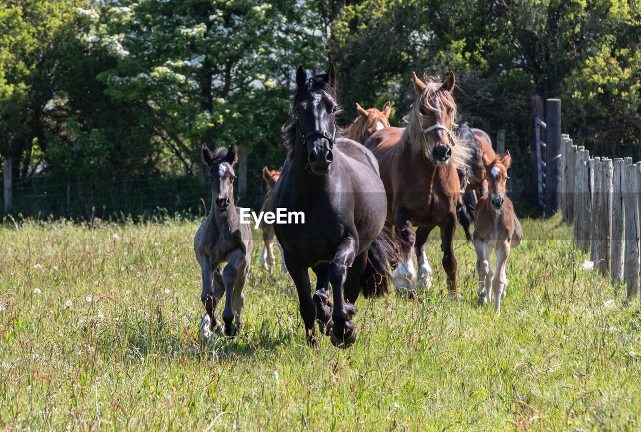 HORSES RUNNING IN THE FIELD