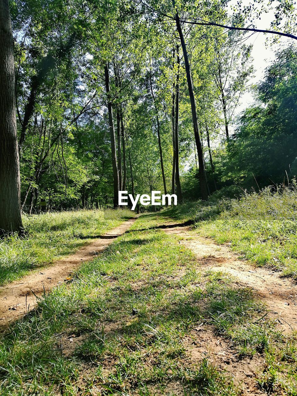 TREES GROWING IN FOREST